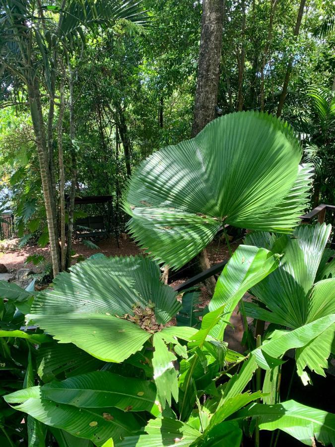 Cairns Rainforest Retreat Exterior foto